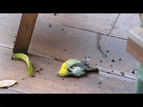 鳥突然死掉|寵物鳥意外死亡處理指南